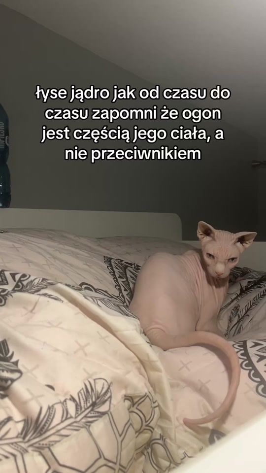TikTok video thumbnail by get.lvst