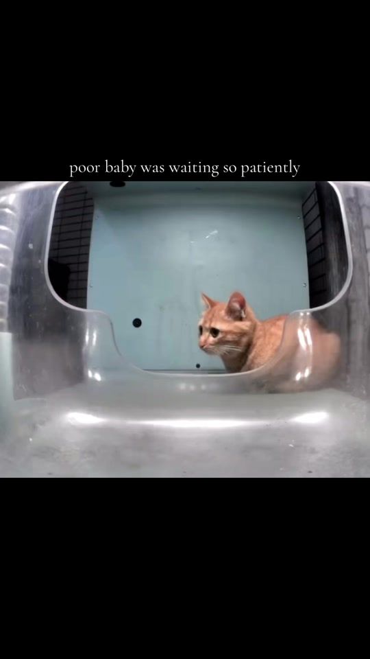 TikTok video thumbnail by jooooyie