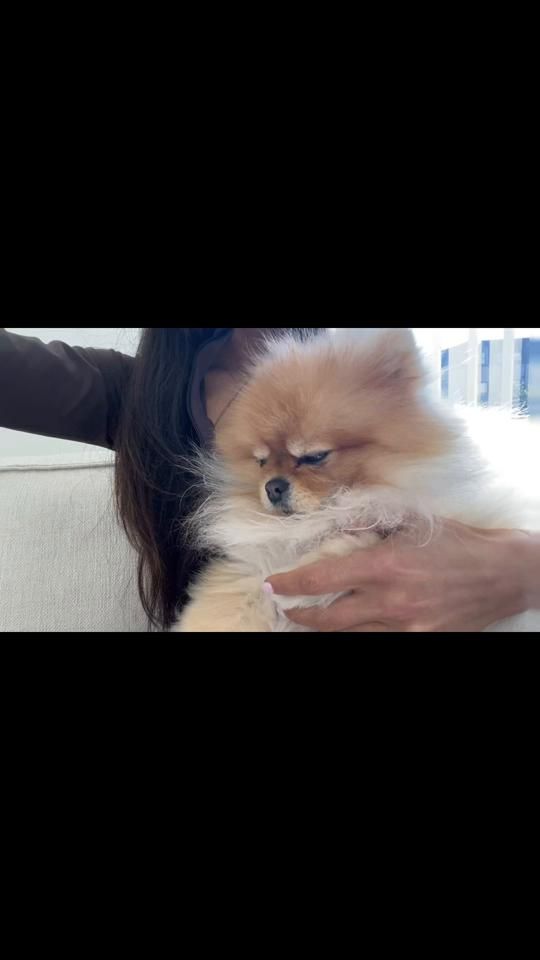 TikTok video thumbnail by teddyfluffattack