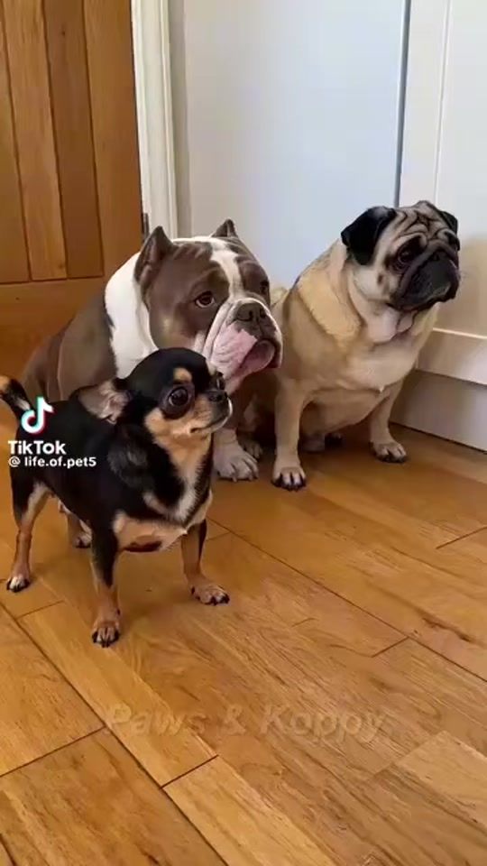 TikTok video thumbnail by daniela24barros