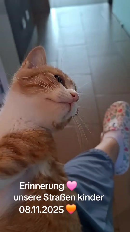 TikTok video thumbnail by katzenmamamarisa