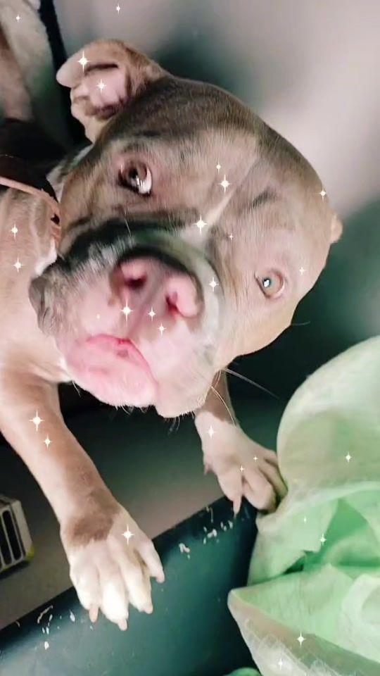 TikTok video thumbnail by team_bullys