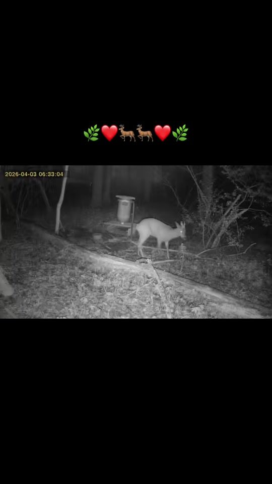 TikTok video thumbnail by hunting.domi