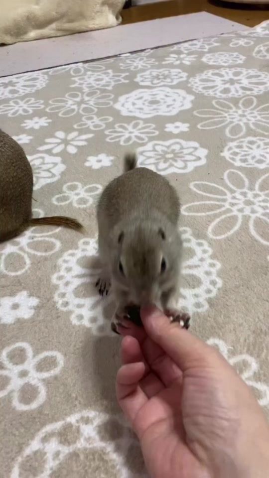 TikTok video thumbnail by kokothesquirrel