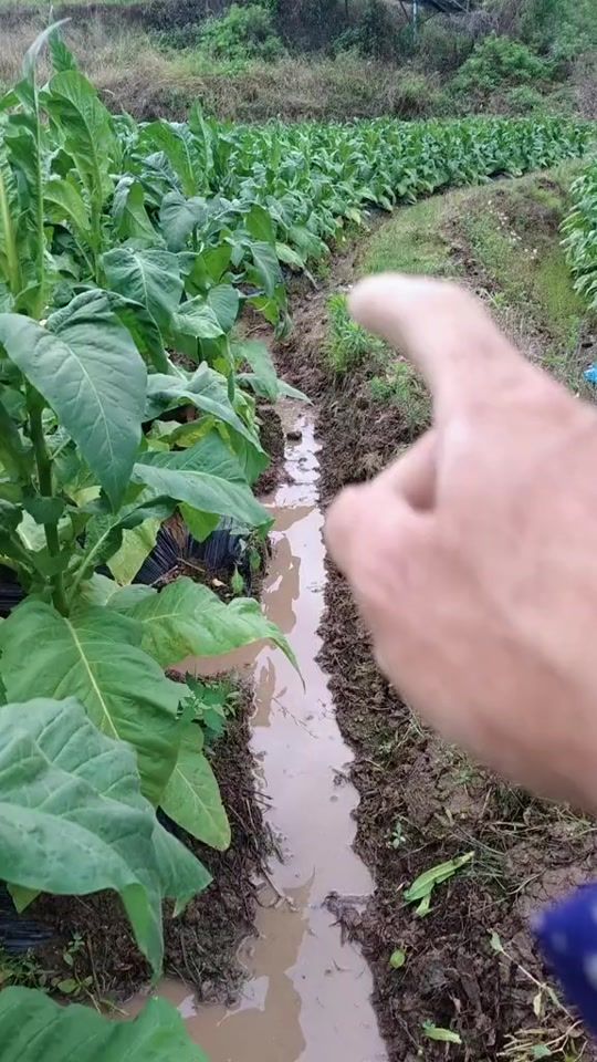 TikTok video thumbnail by capybarahouse.t