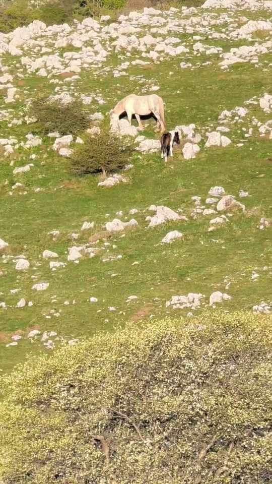 TikTok video thumbnail by zvonko600