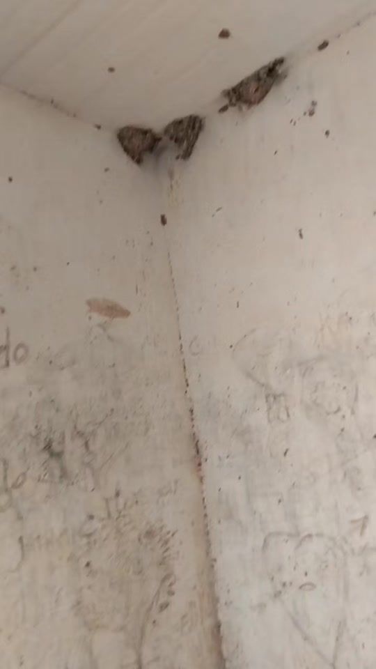 TikTok video thumbnail by dalmaar5