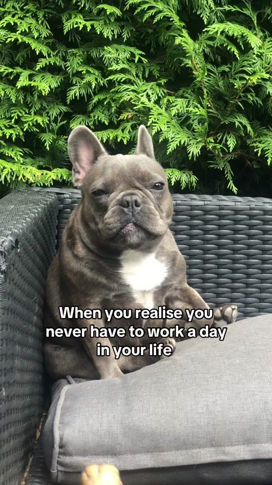 TikTok video thumbnail by belgianfrenchies