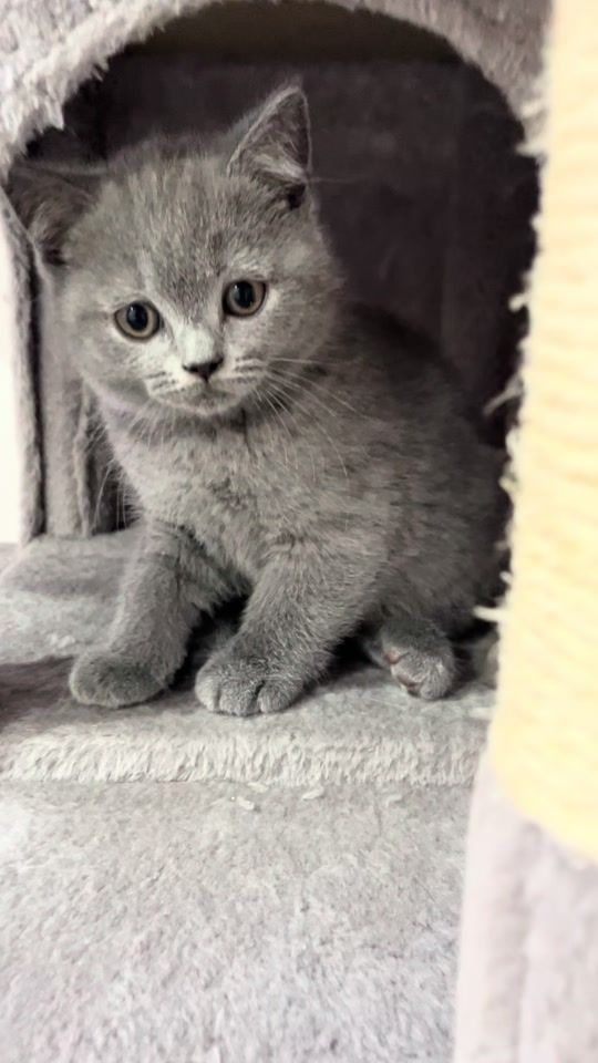 TikTok video thumbnail by bxl.zoo