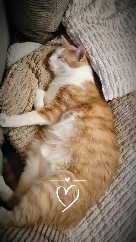 TikTok video thumbnail by _hejdine_