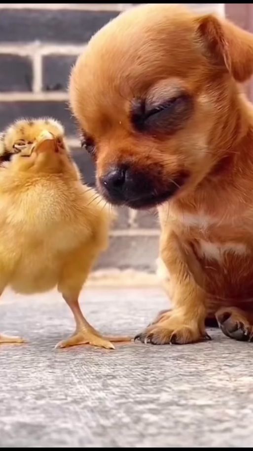 TikTok video thumbnail by blackscorpions.93