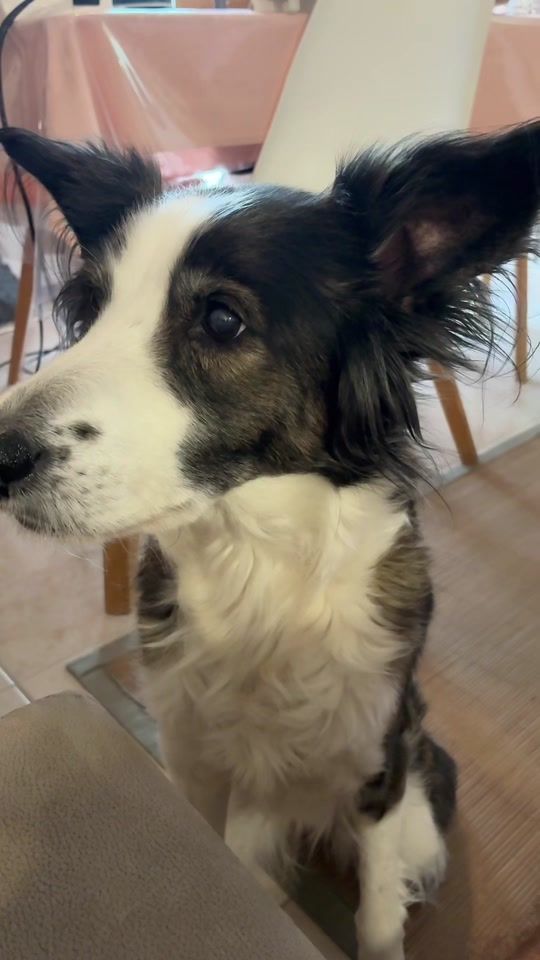 TikTok video thumbnail by jadethedog79