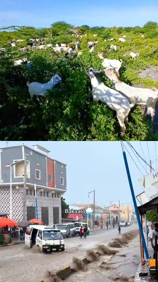 TikTok video thumbnail by phonewithunder