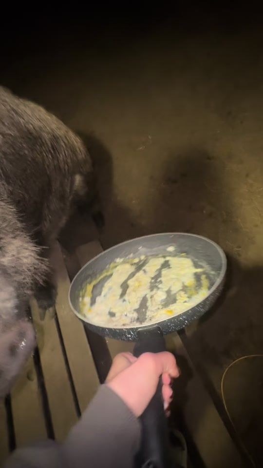 TikTok video thumbnail by dzikiprosiaczek
