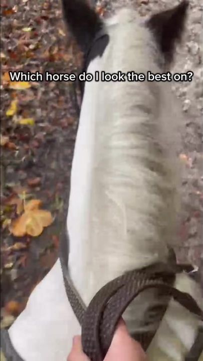 TikTok video thumbnail by equine_eryn
