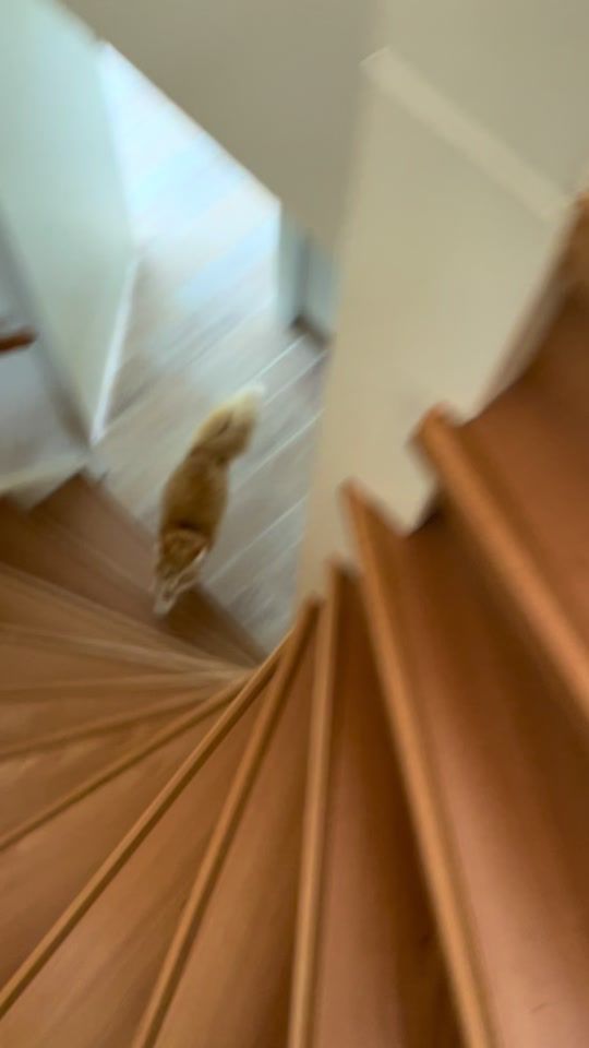 TikTok video thumbnail by june.thekitty