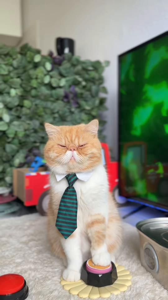 TikTok video thumbnail by hariton.cat