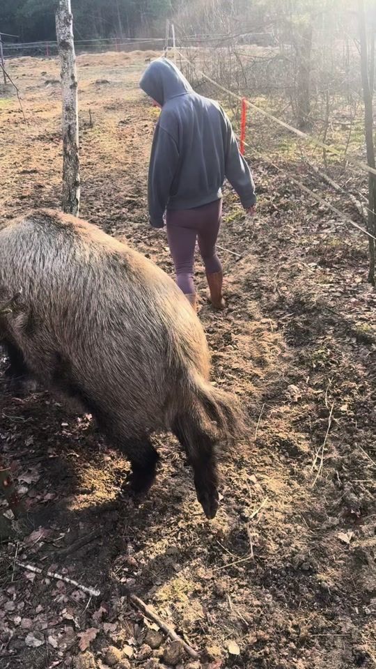 TikTok video thumbnail by dzikiprosiaczek