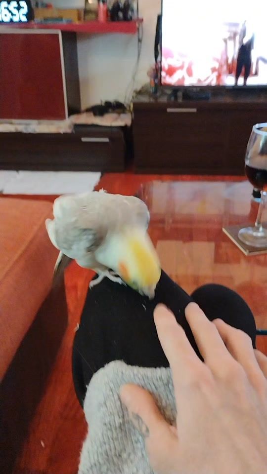 TikTok video thumbnail by pero_pavarotti