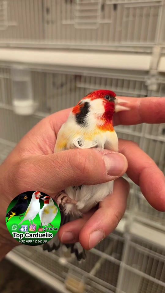 TikTok video thumbnail by top.carduelis
