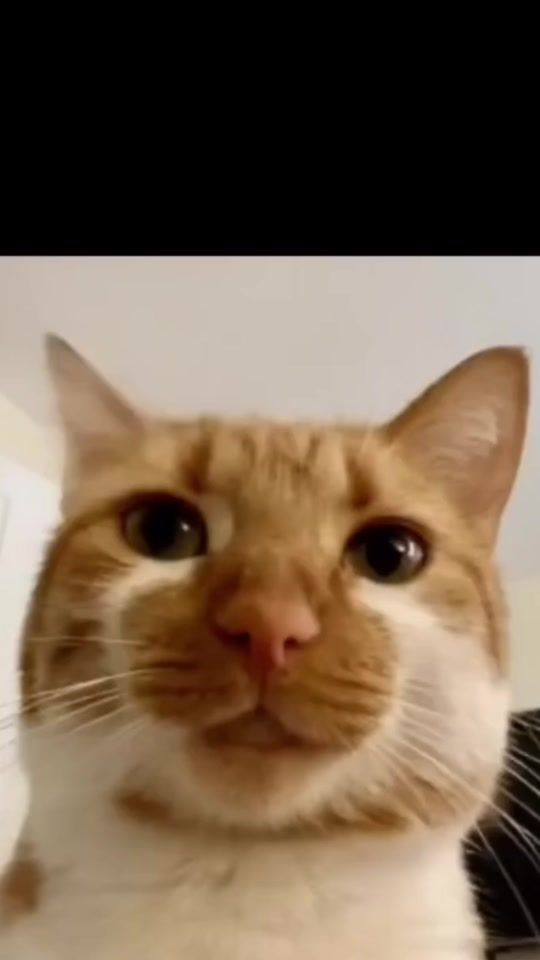 TikTok video thumbnail by ._delarosa_