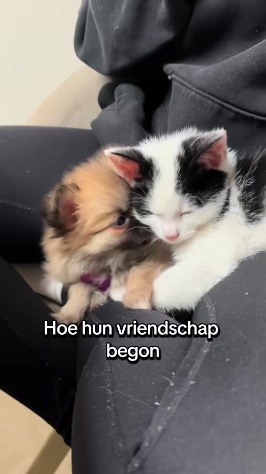 TikTok video thumbnail by xjaay__