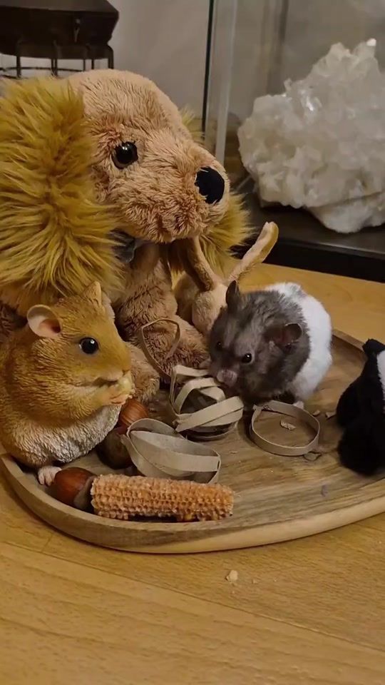 TikTok video thumbnail by hamster4258