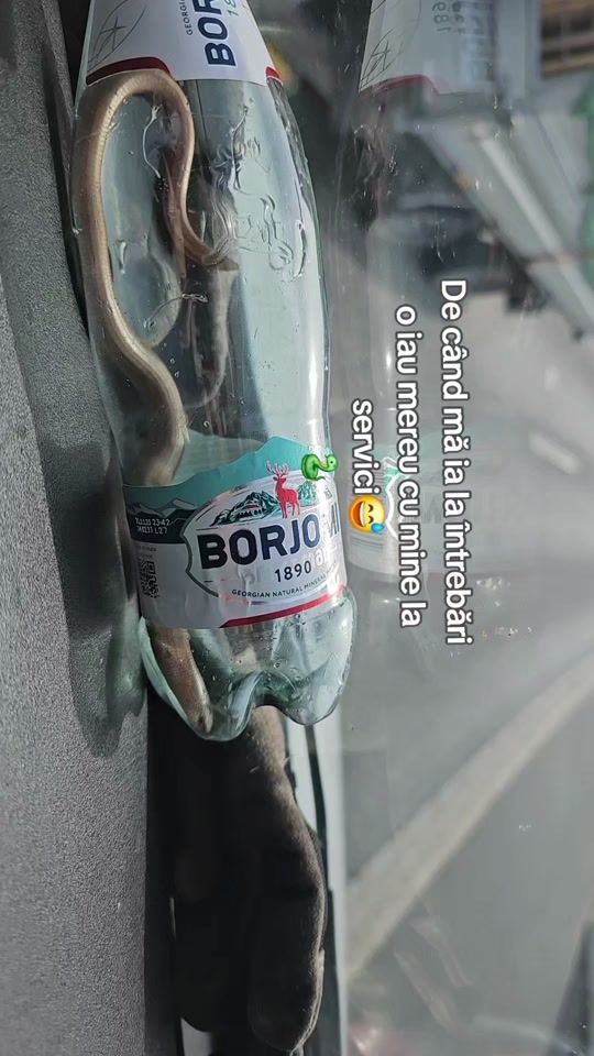 TikTok video thumbnail by john_in_swiss