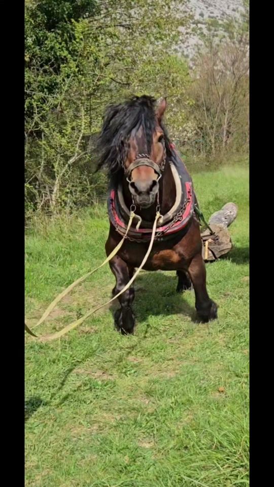 TikTok video thumbnail by udorovic17