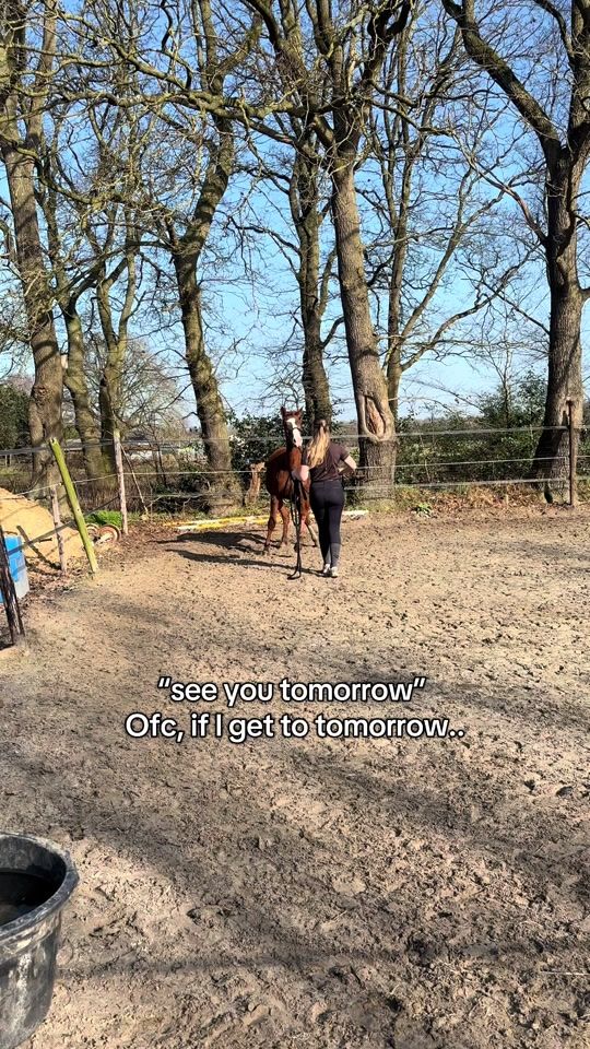 TikTok video thumbnail by justanotherequeestrian