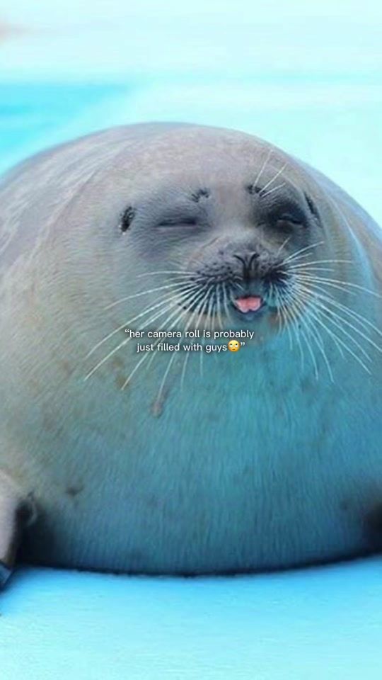 TikTok video thumbnail by seal_lover237