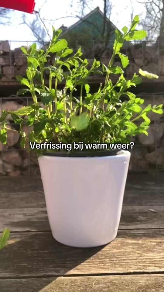 TikTok video thumbnail by kneippbenelux