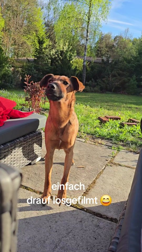 TikTok video thumbnail by lasse_und_leif
