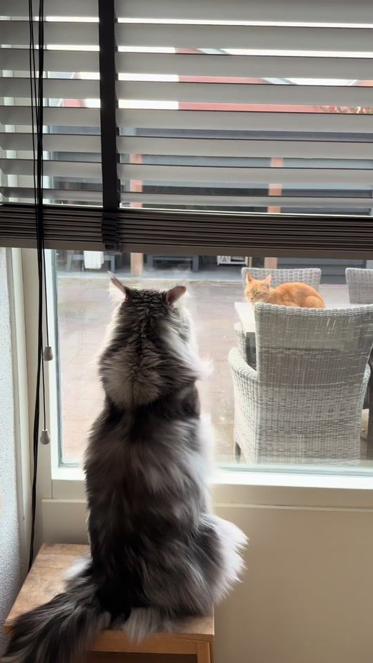 TikTok video thumbnail by june.thekitty
