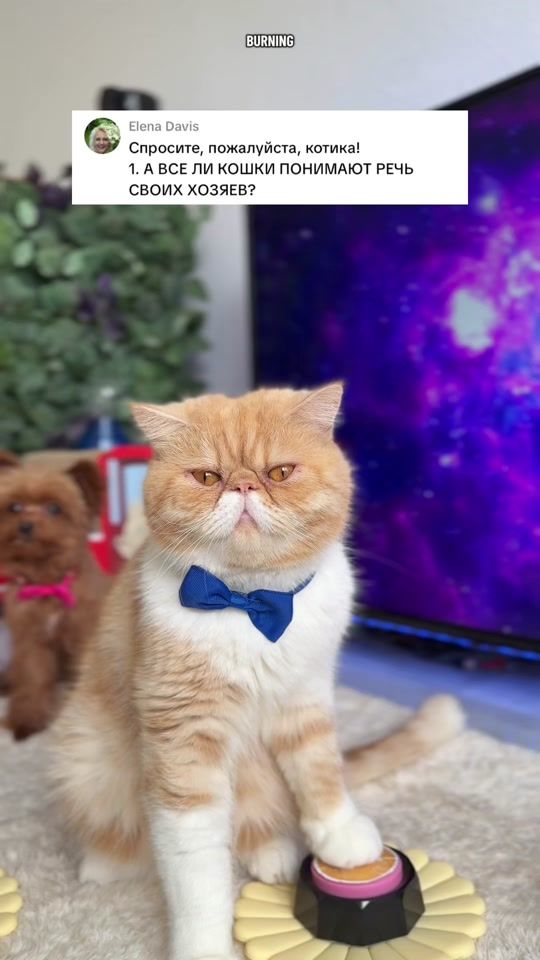 TikTok video thumbnail by hariton.cat