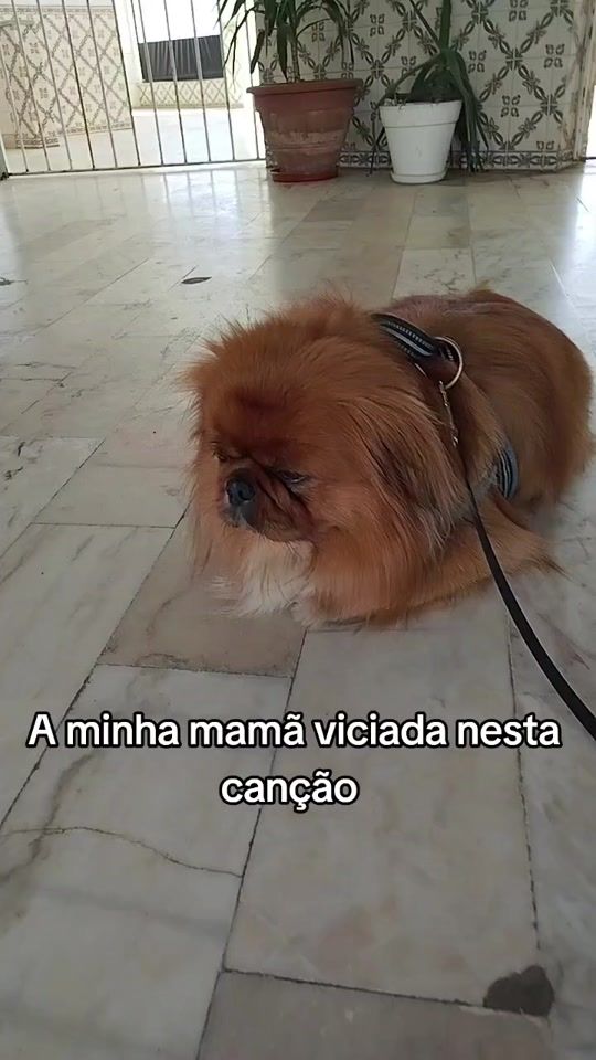 TikTok video thumbnail by sirlancelotpequines