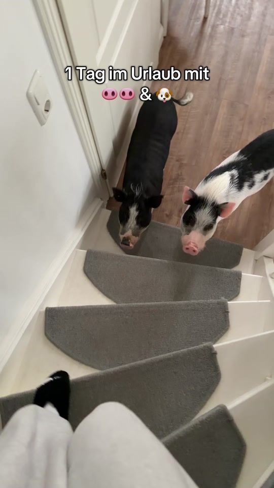 TikTok video thumbnail by milo.und.luna