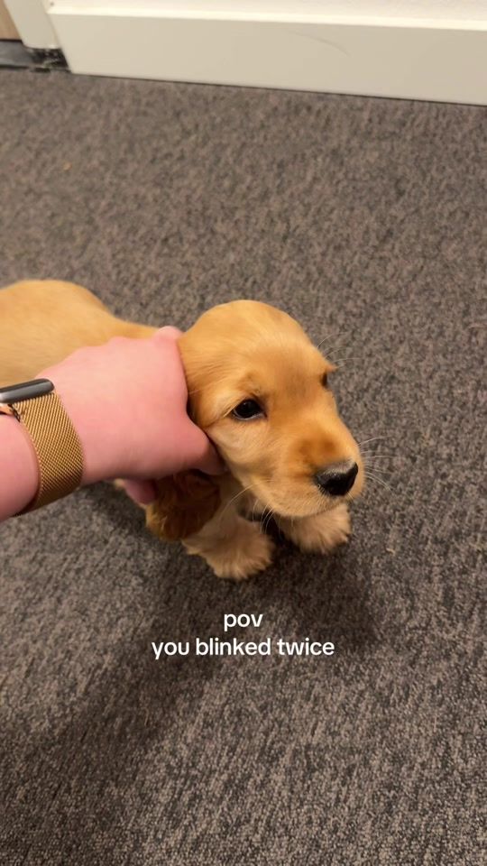 TikTok video thumbnail by mooshimoos