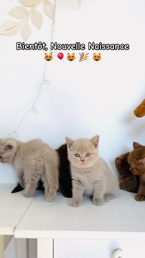 TikTok video thumbnail by bxl.zoo