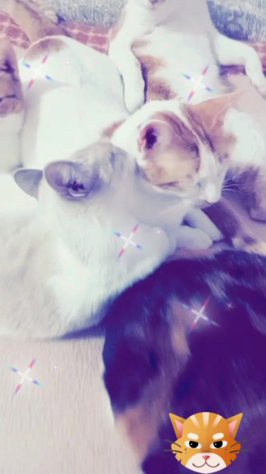 TikTok video thumbnail by faatimaafatii