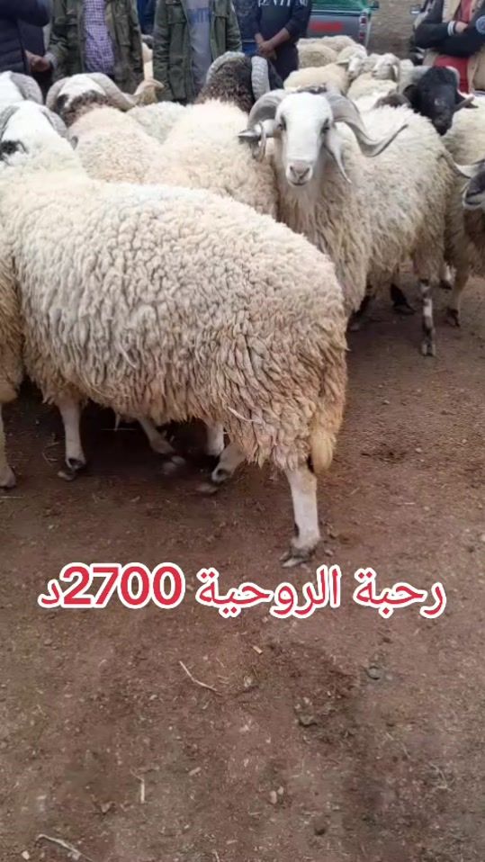 TikTok video thumbnail by aymenmoslem