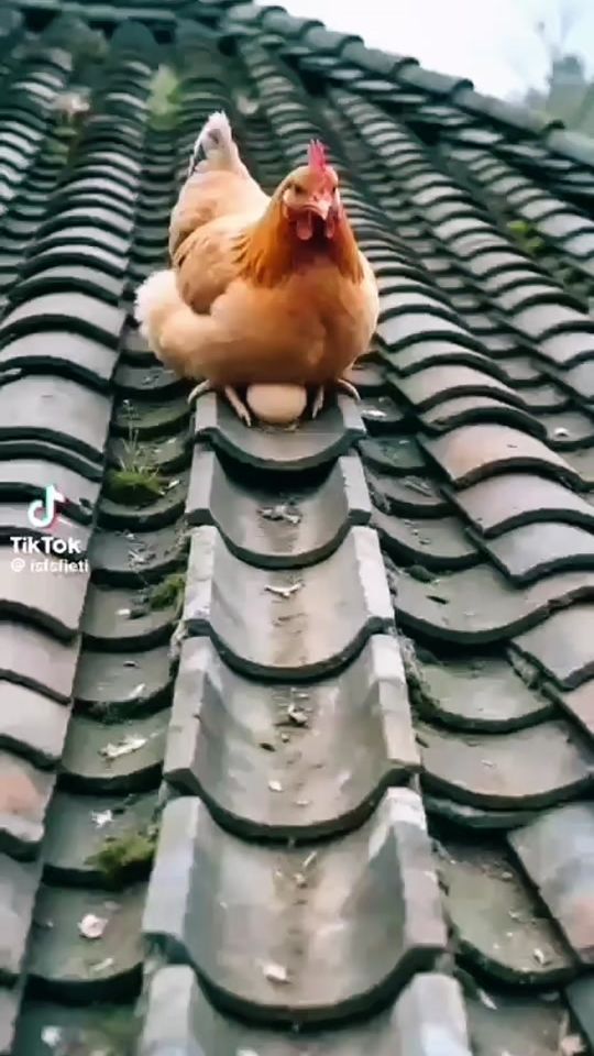 TikTok video thumbnail by botemmel08