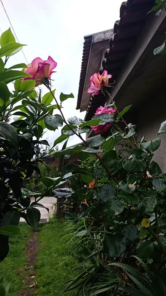TikTok video thumbnail by tone.da.clara