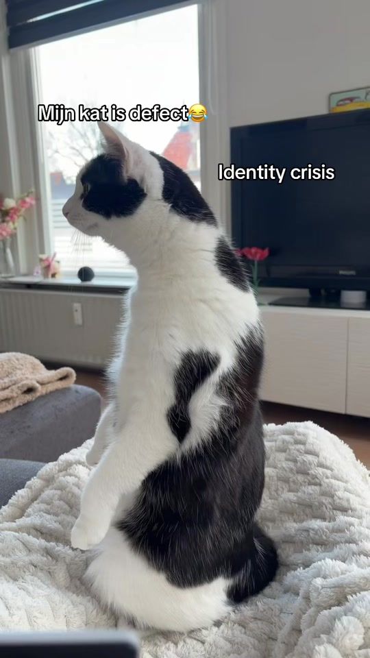 TikTok video thumbnail by tessa_hoving
