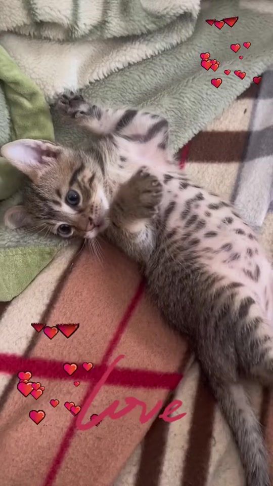 TikTok video thumbnail by gabrieela892