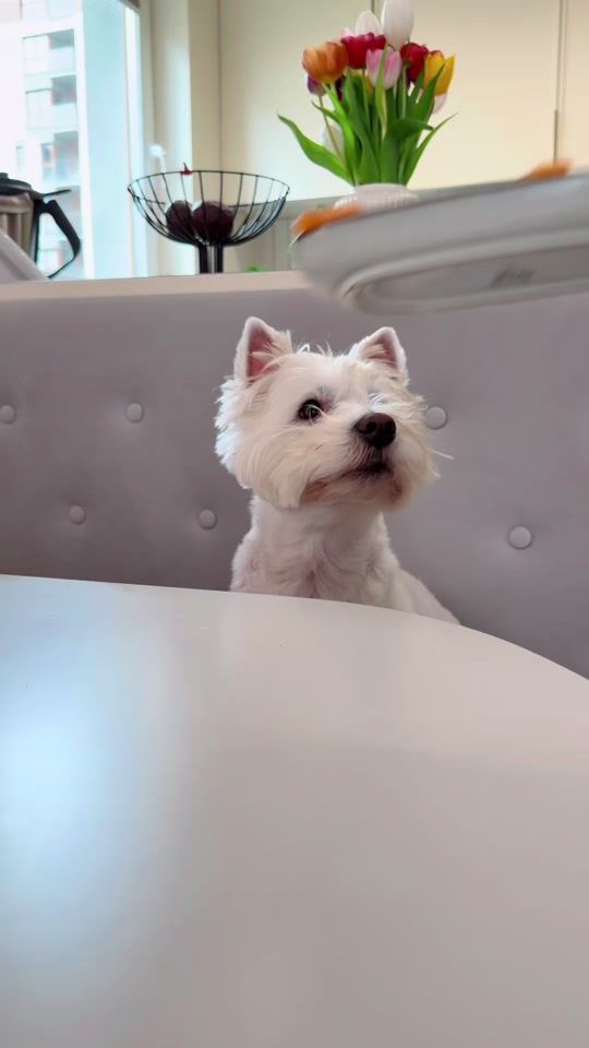 TikTok video thumbnail by pan_hektor