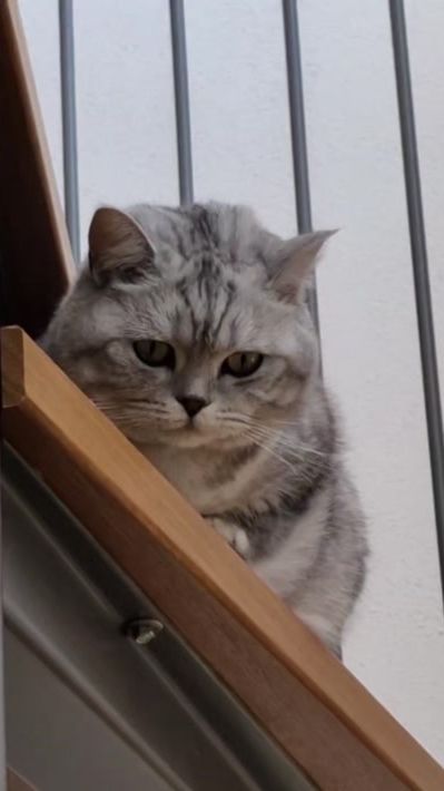 TikTok video thumbnail by snakjes