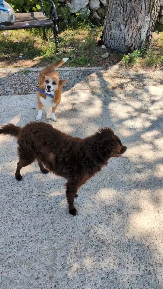 TikTok video thumbnail by djole_the_dog