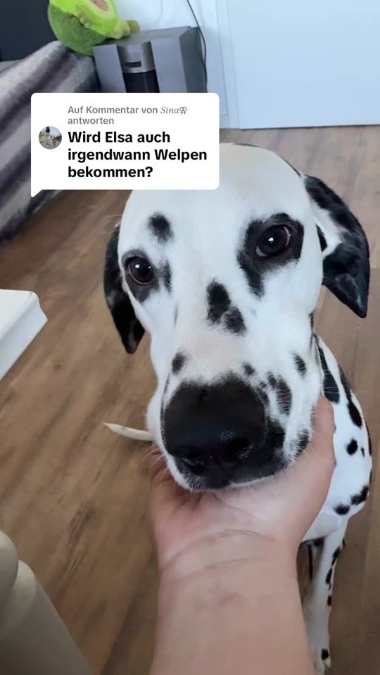 TikTok video thumbnail by crazy_cashdogs