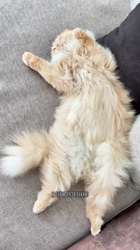 TikTok video thumbnail by tanja_mareev